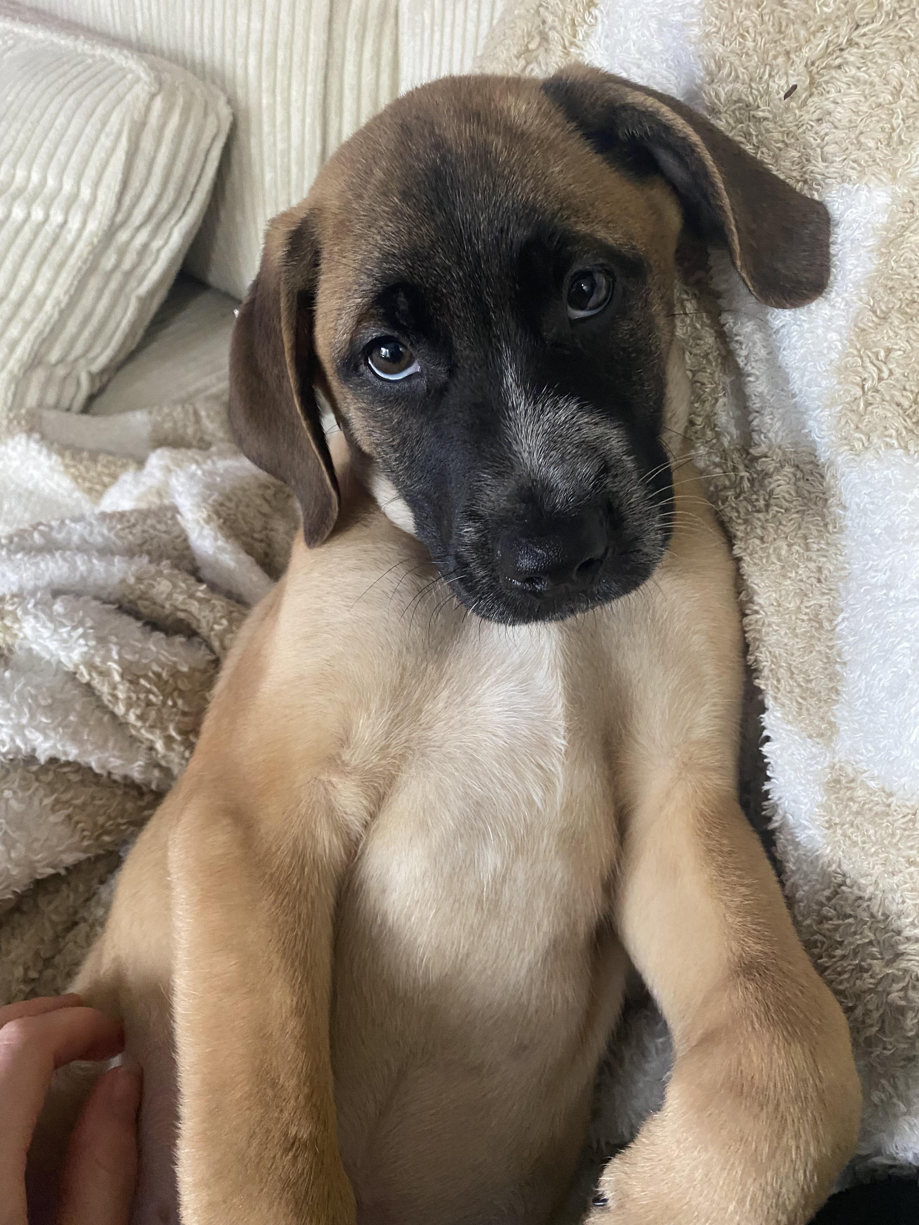 Enlarge E.J., a ADOPTABLE mixed breed in Richmond Hill, ON image 4/4