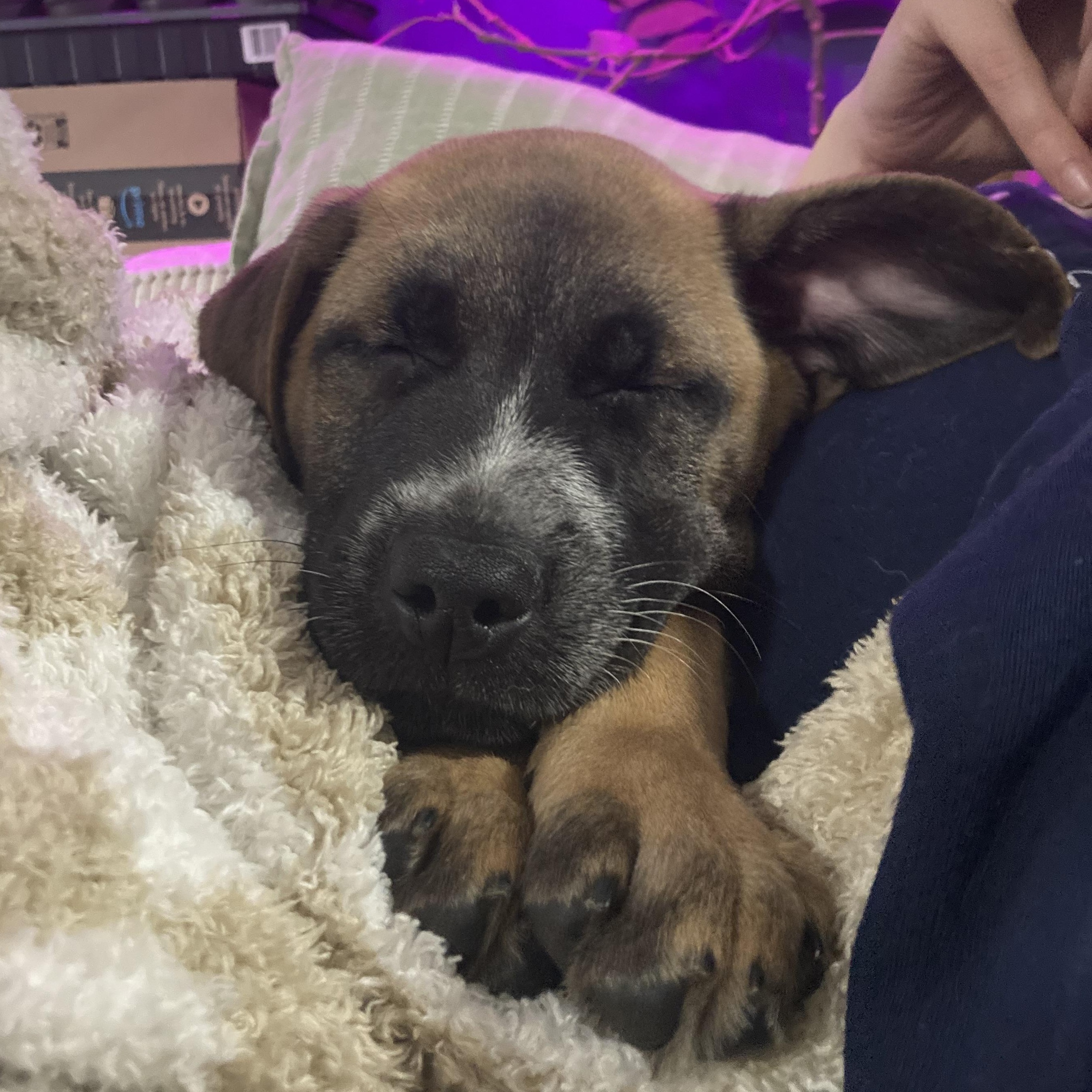 Enlarge E.J., a ADOPTABLE mixed breed in Richmond Hill, ON image 3/4