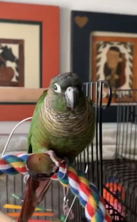 Enlarge Wally, a Adoptable Conure in Belford, NJ image 1/3