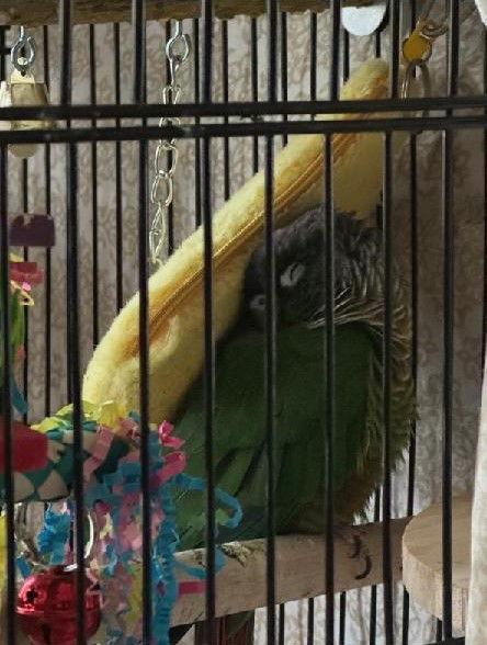 Enlarge Wally, a Adoptable Conure in Belford, NJ image 3/3