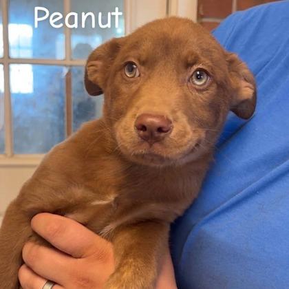 Peanut