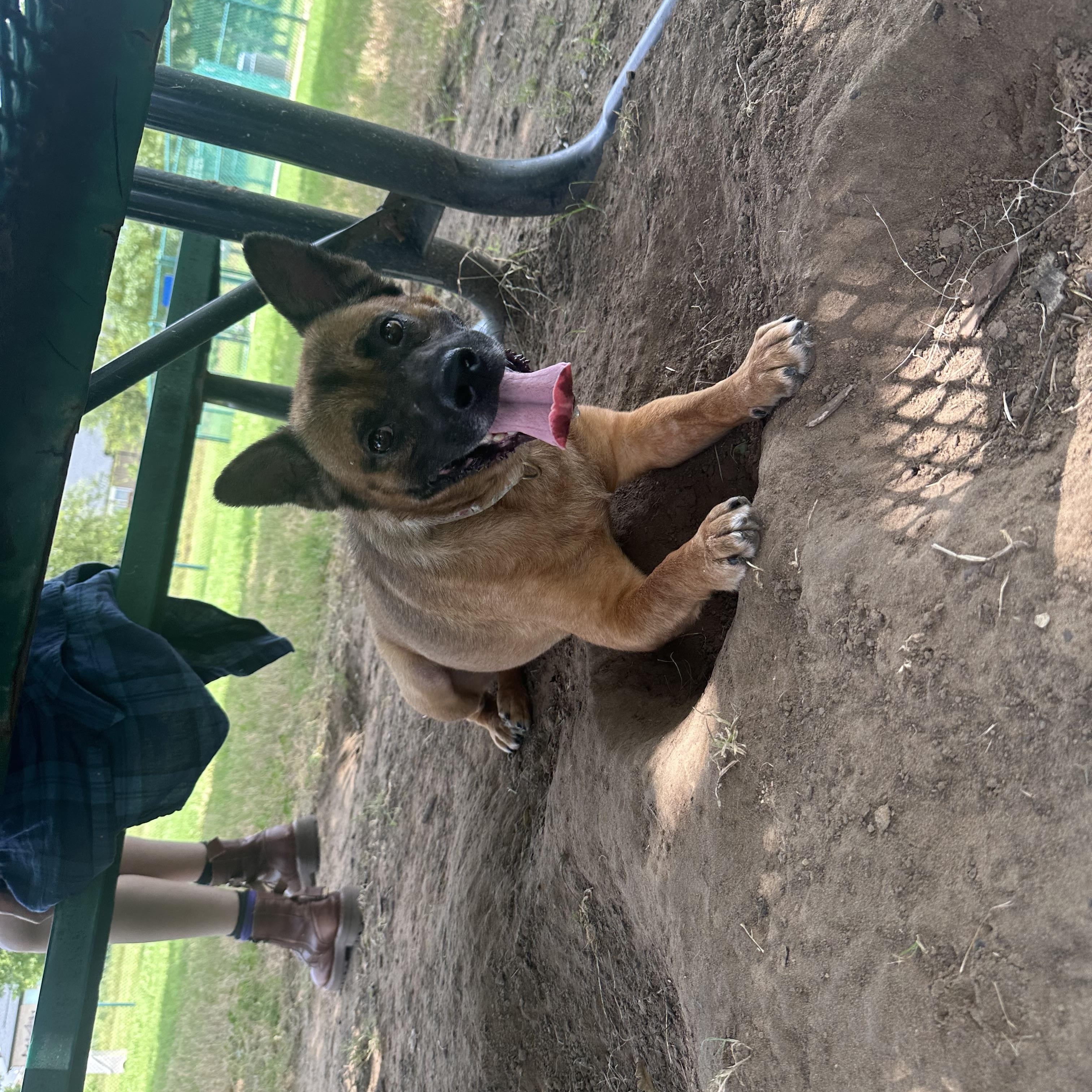 Jinjer GDP, a Adoptable Chow Chow in Dallas, TX image 1/3