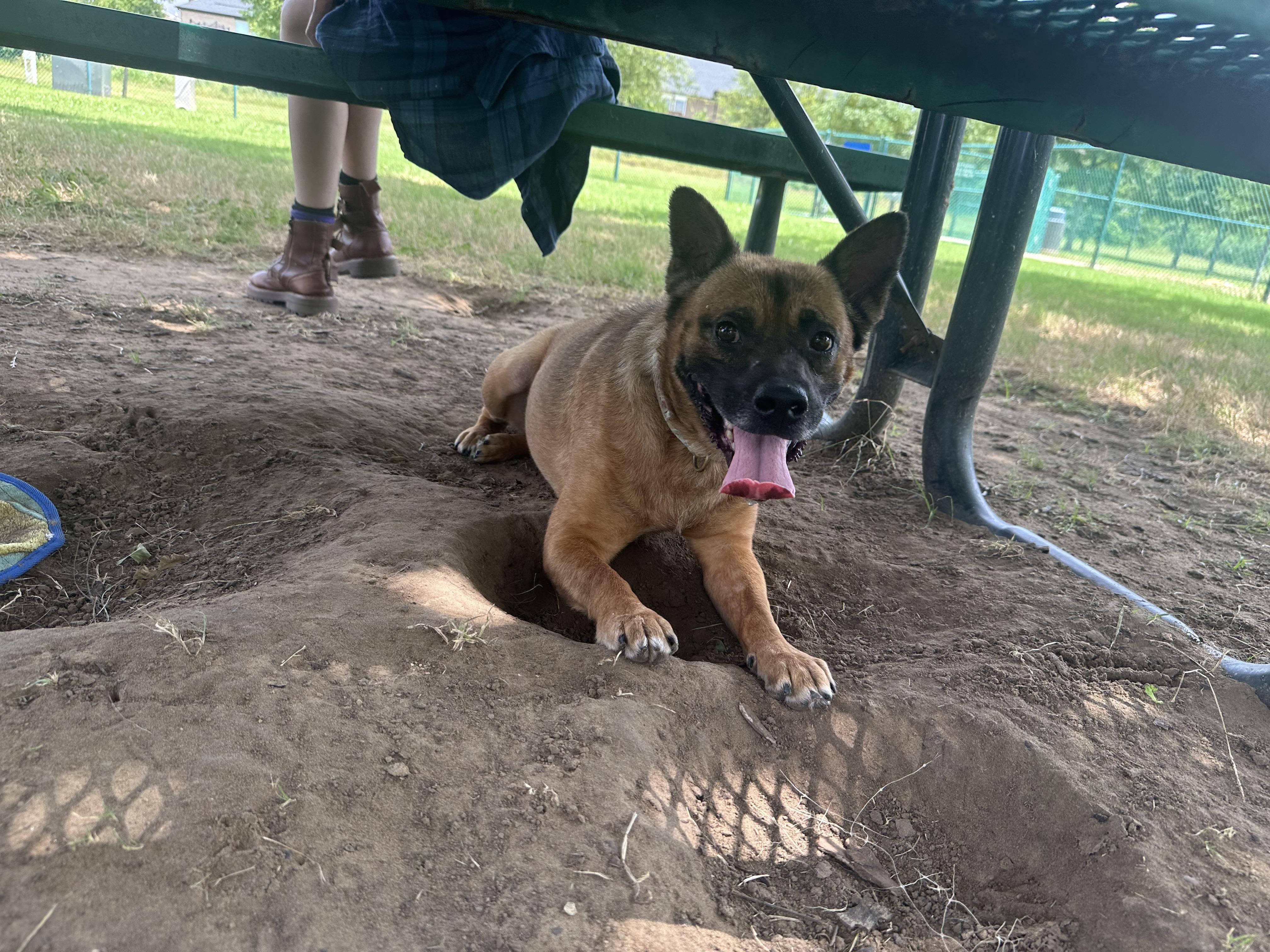 Enlarge Jinjer GDP, a Adoptable Chow Chow in Dallas, TX image 1/3