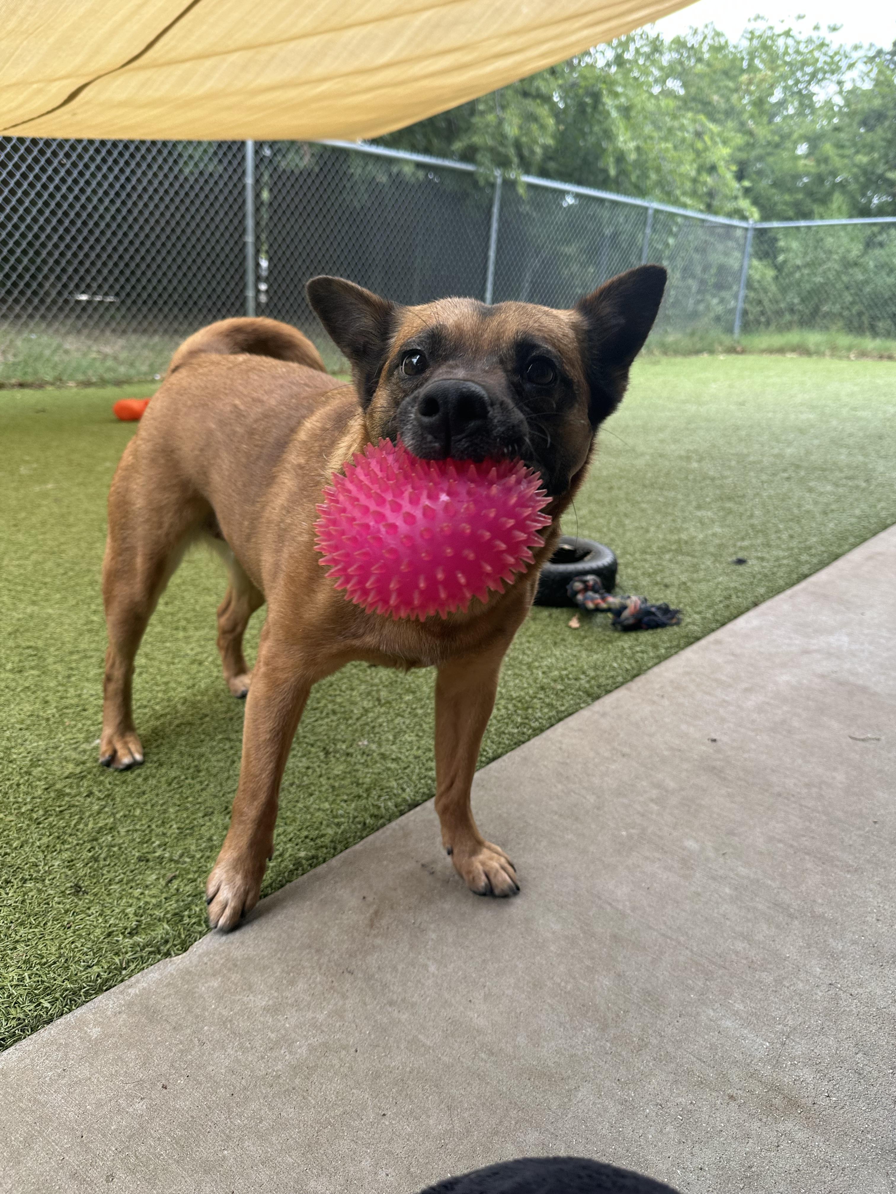 Enlarge Jinjer GDP, a Adoptable Chow Chow in Dallas, TX image 2/3