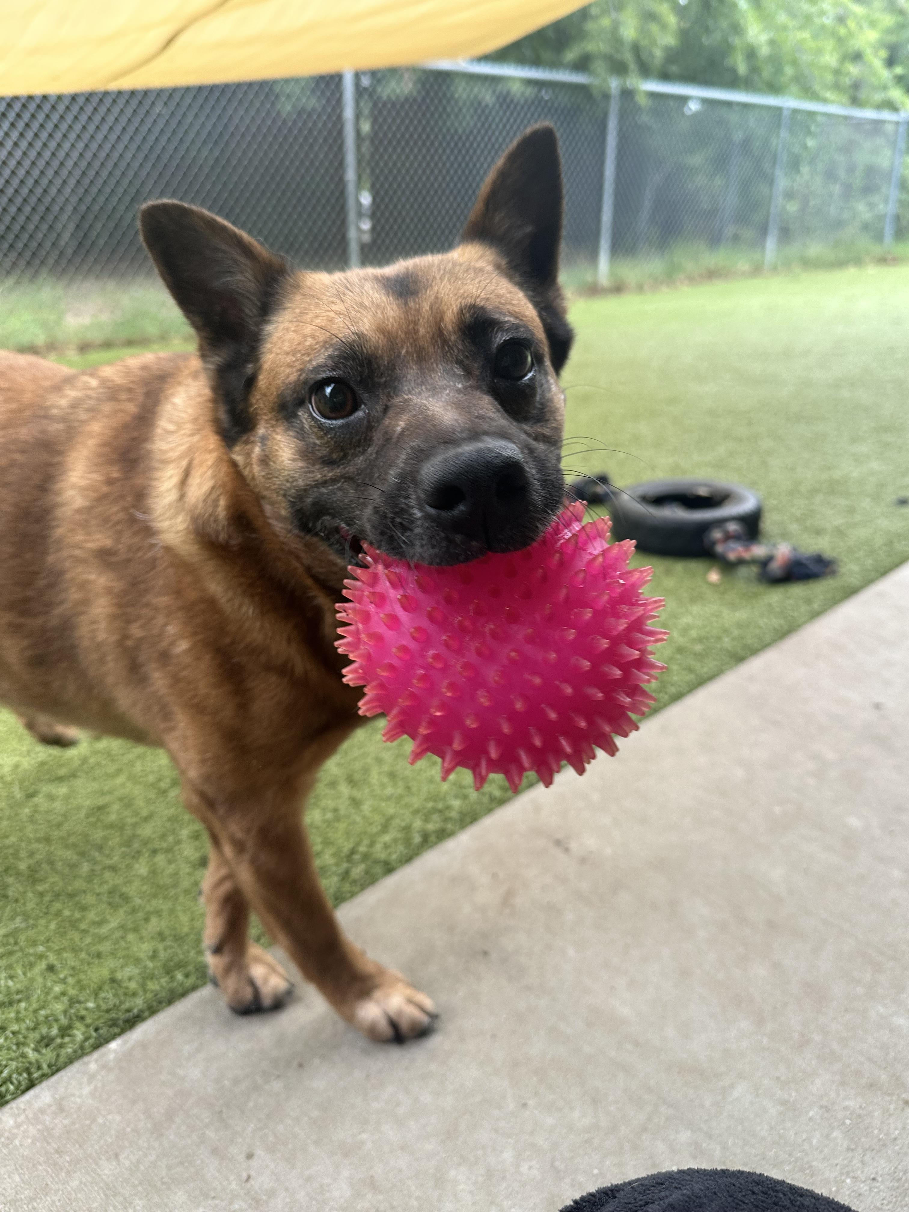 Enlarge Jinjer GDP, a Adoptable Chow Chow in Dallas, TX image 3/3