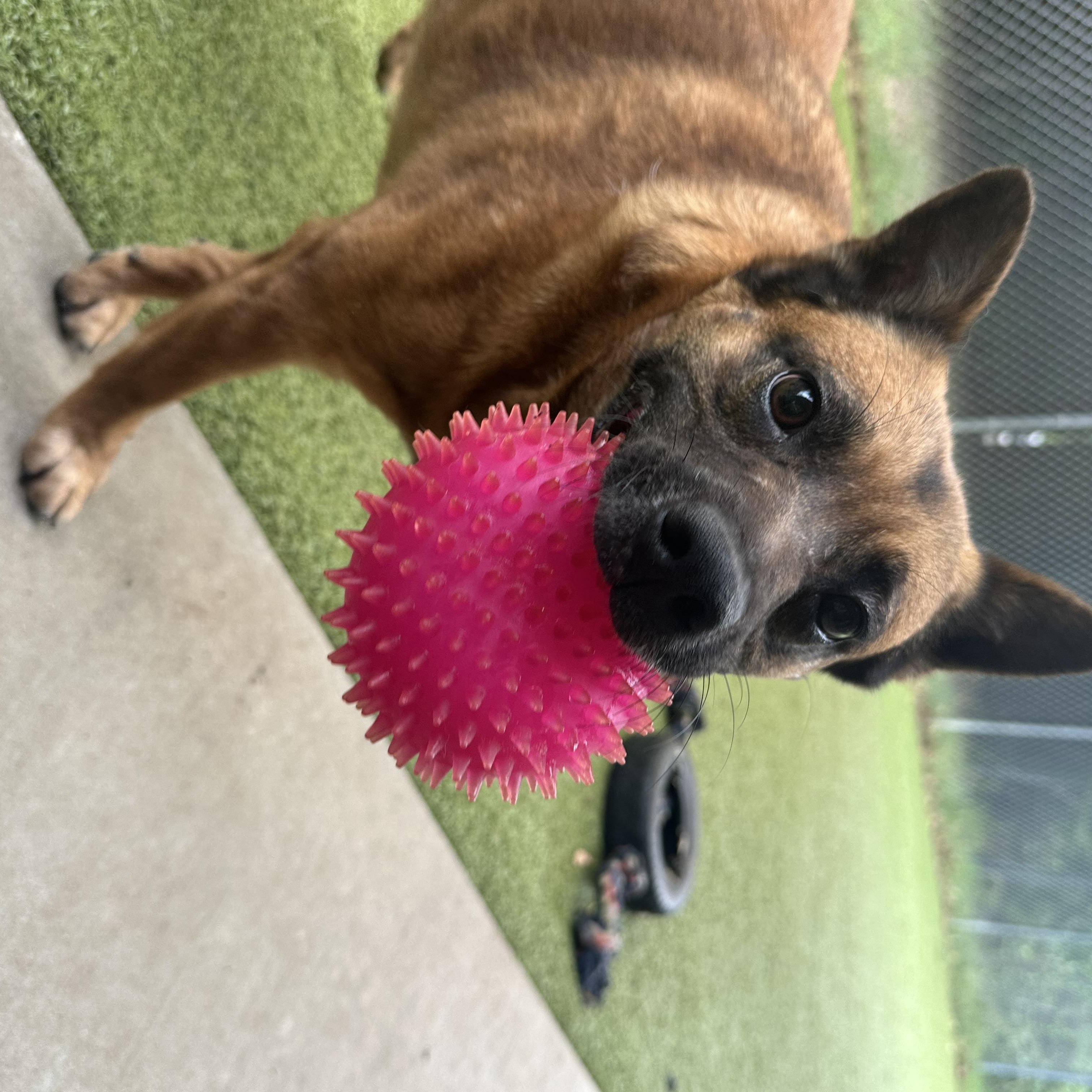 Jinjer GDP, a Adoptable Chow Chow in Dallas, TX image 3/3