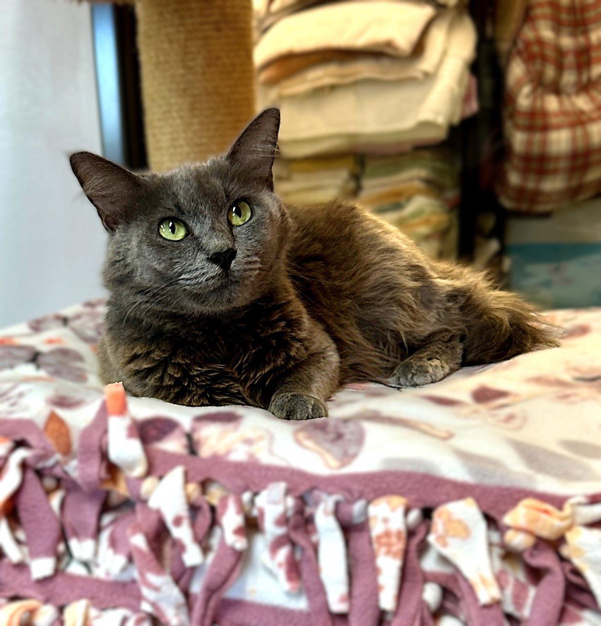 Enlarge Margaret Mary, a Adoptable Domestic Long Hair in Seal Beach, CA image 1/3