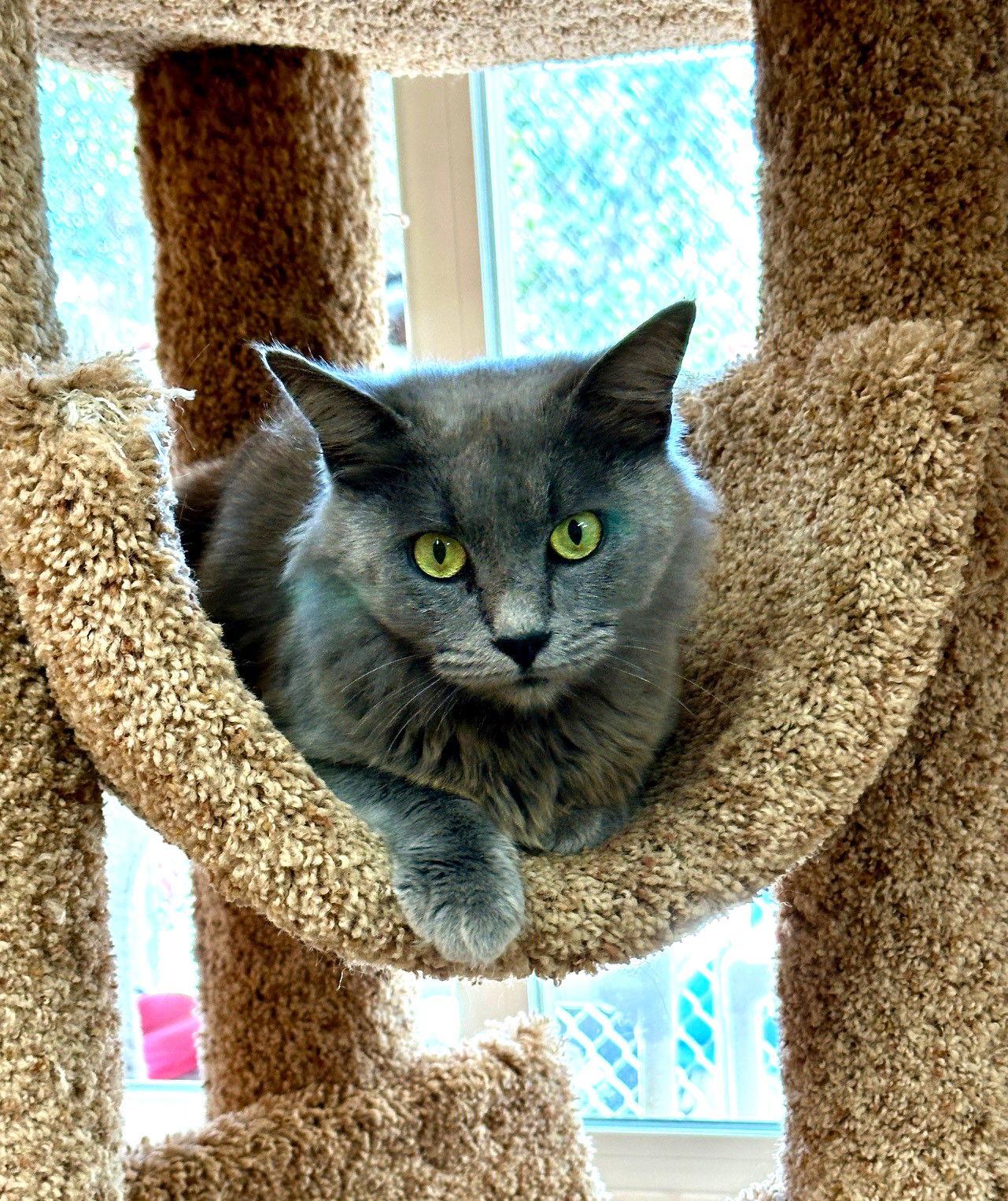 Enlarge Margaret Mary, a Adoptable Domestic Long Hair in Seal Beach, CA image 2/3