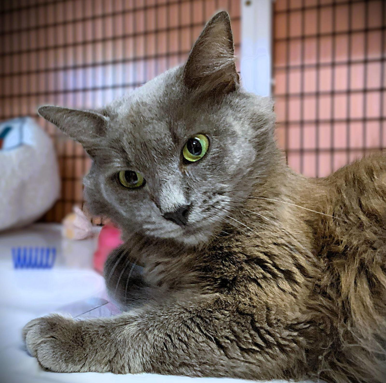 Enlarge Margaret Mary, a Adoptable Domestic Long Hair in Seal Beach, CA image 3/3