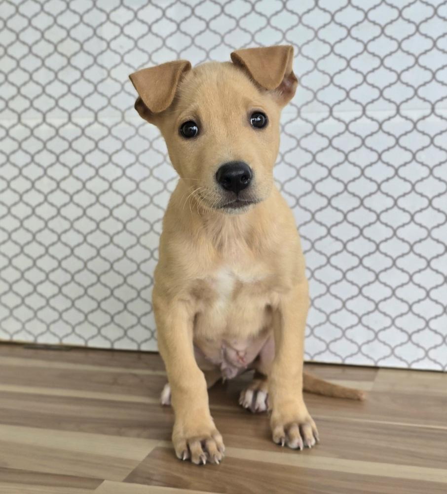 Enlarge Fabio, a Adopted mixed breed in Sedalia, CO image 1/3