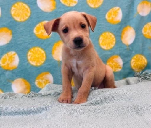 Enlarge Fabio, a Adopted mixed breed in Sedalia, CO image 2/3