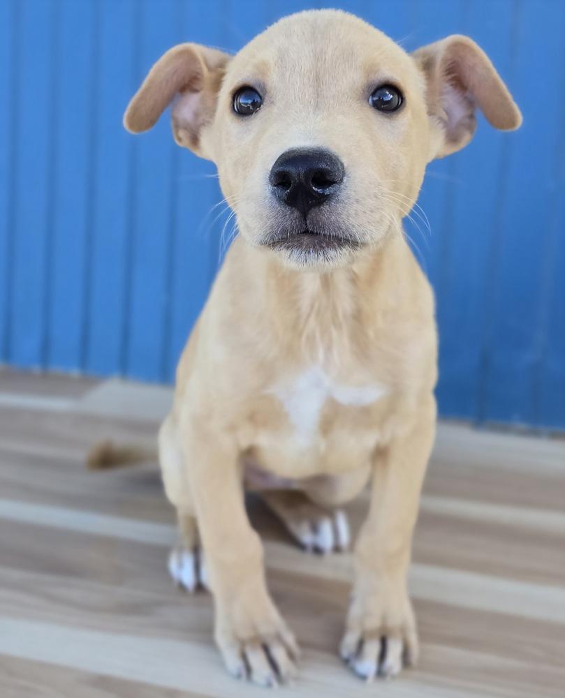 Enlarge Fabio, a Adopted mixed breed in Sedalia, CO image 3/3