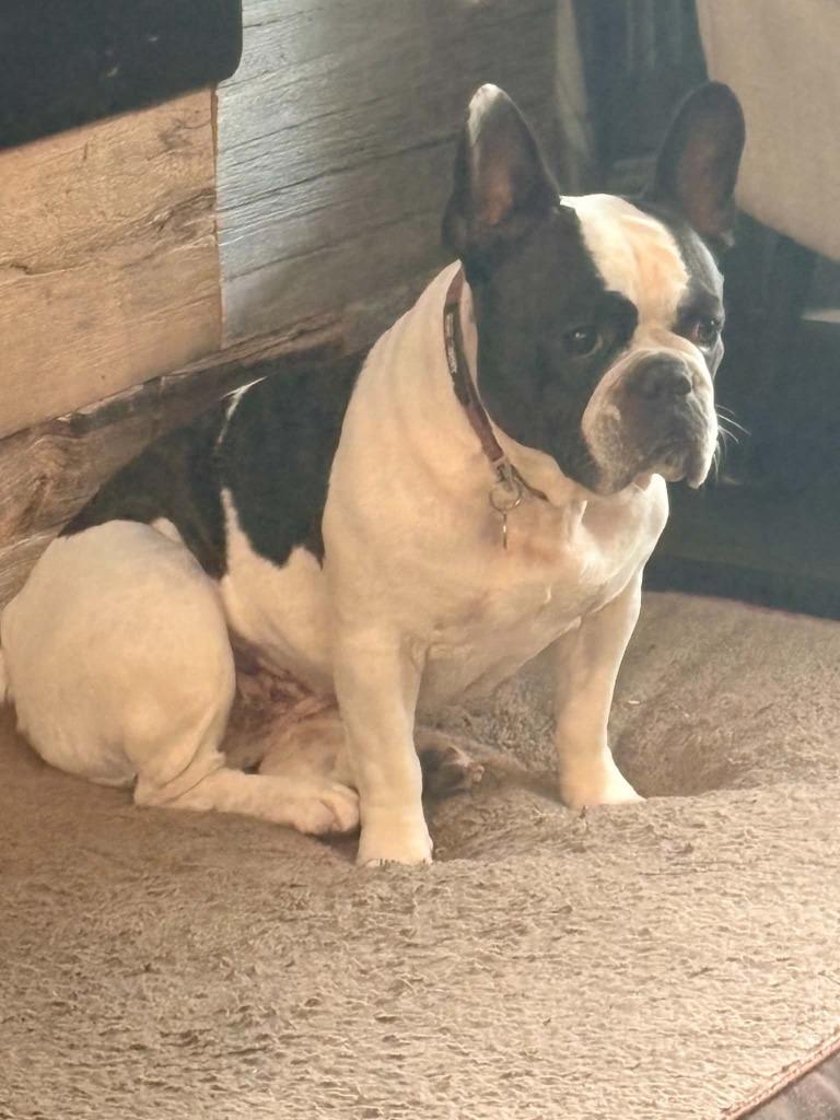Enlarge Ellie, a Adoptable French Bulldog in Toronto, ON image 1/4
