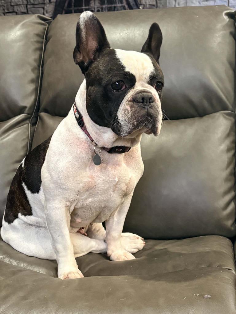 Enlarge Ellie, a Adoptable French Bulldog in Toronto, ON image 2/4