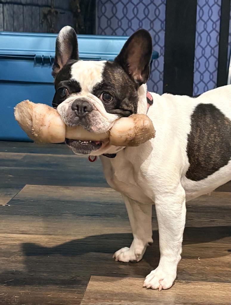 Enlarge Ellie, a Adoptable French Bulldog in Toronto, ON image 3/4