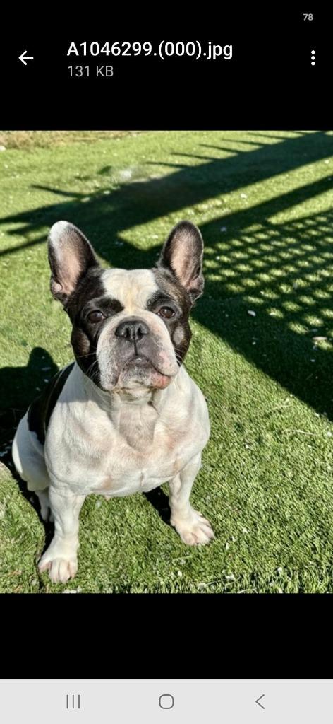 Enlarge Ellie, a Adoptable French Bulldog in Toronto, ON image 4/4