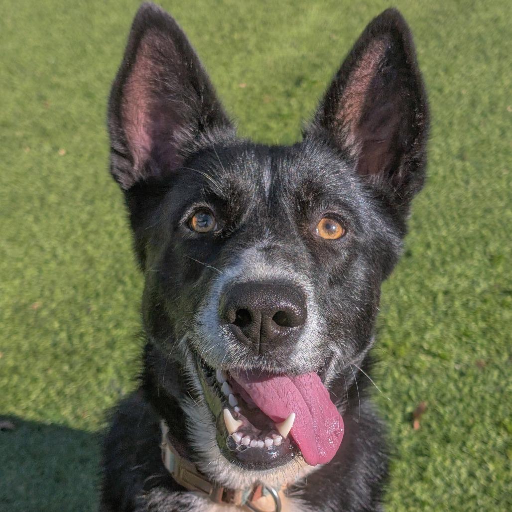 Enlarge Sweet Pea, a Adoptable mixed breed in Gainesville, GA image 1/4