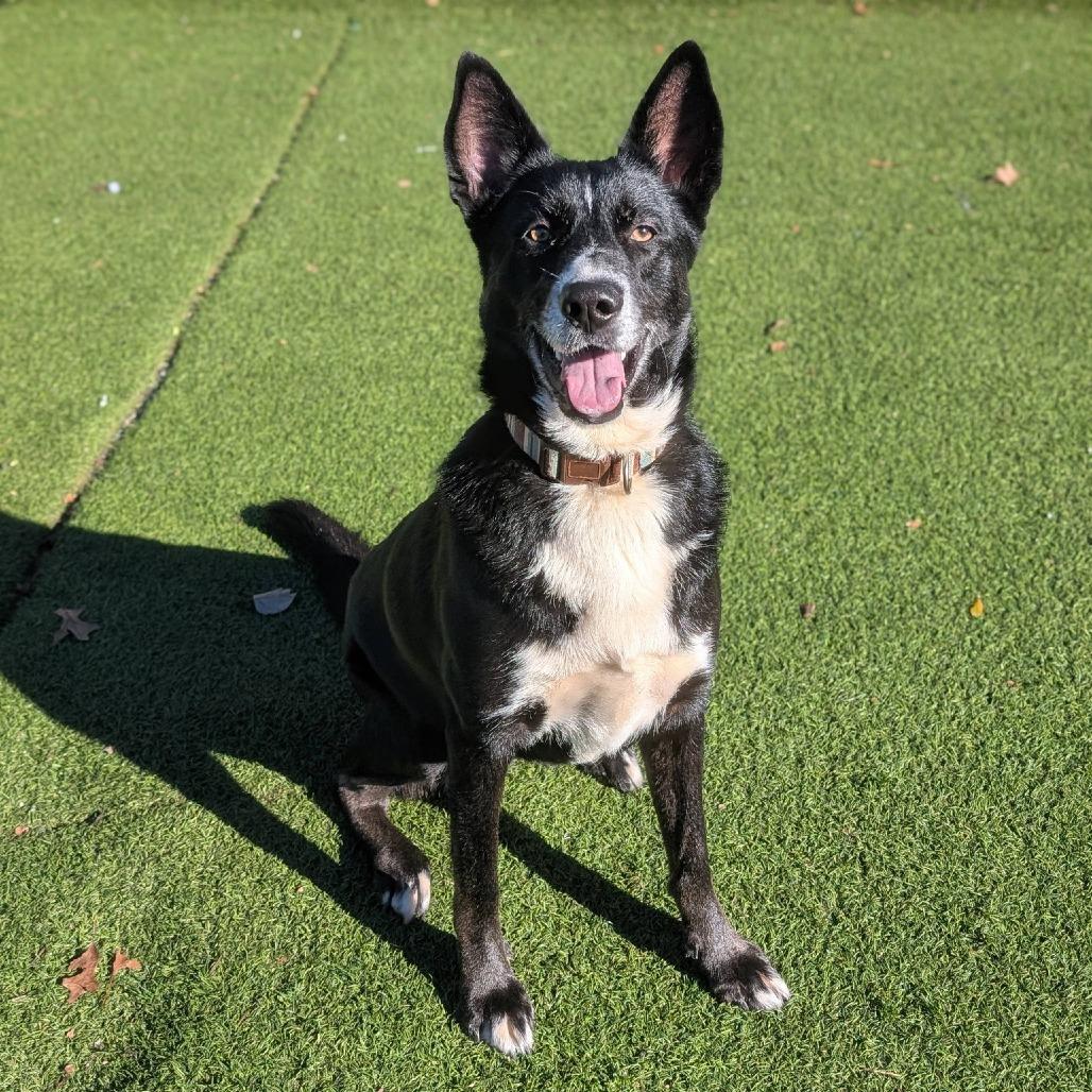 Enlarge Sweet Pea, a Adoptable mixed breed in Gainesville, GA image 2/4