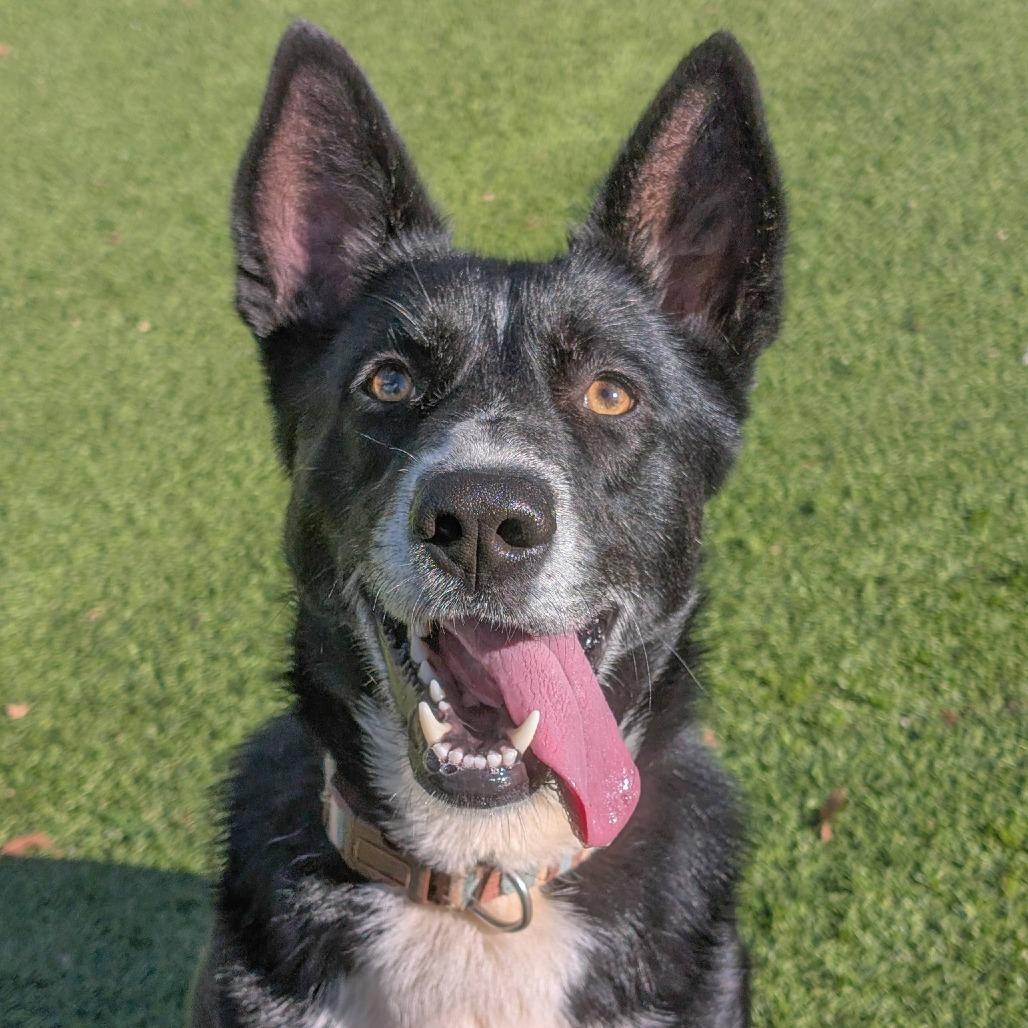 Enlarge Sweet Pea, a Adoptable mixed breed in Gainesville, GA image 3/4