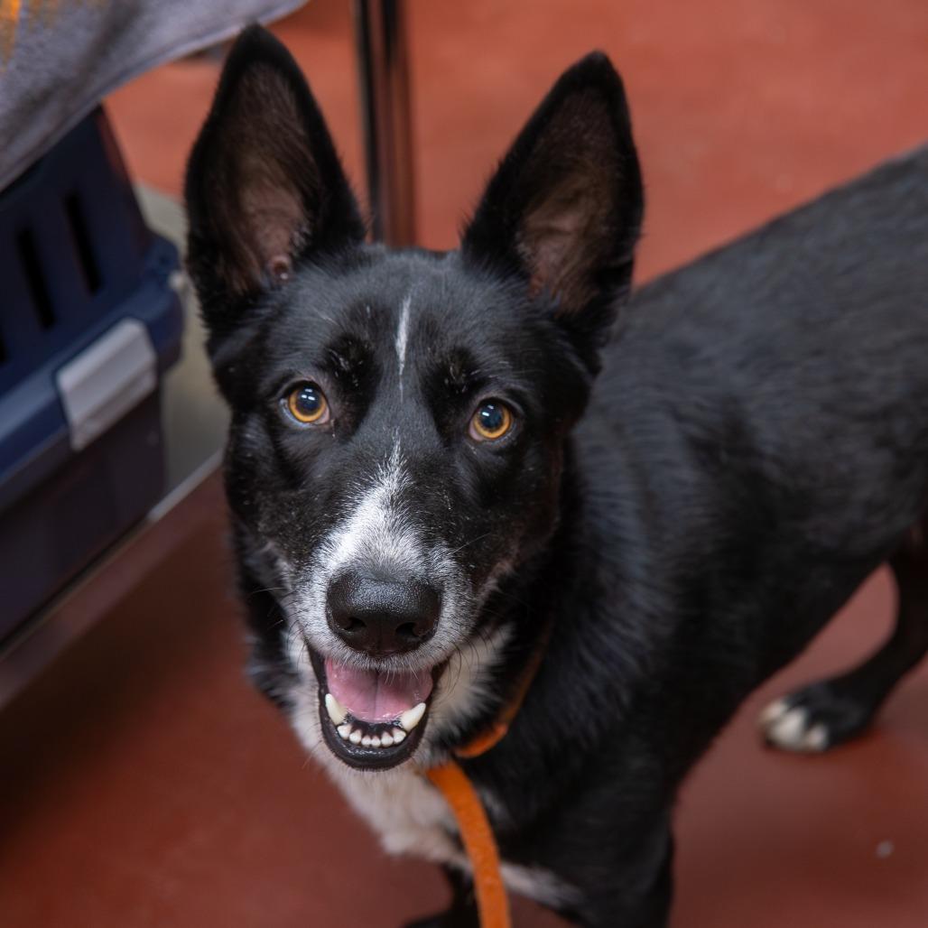 Sweet Pea, Adoptable, Adult Female Border Collie & Mixed Breed.