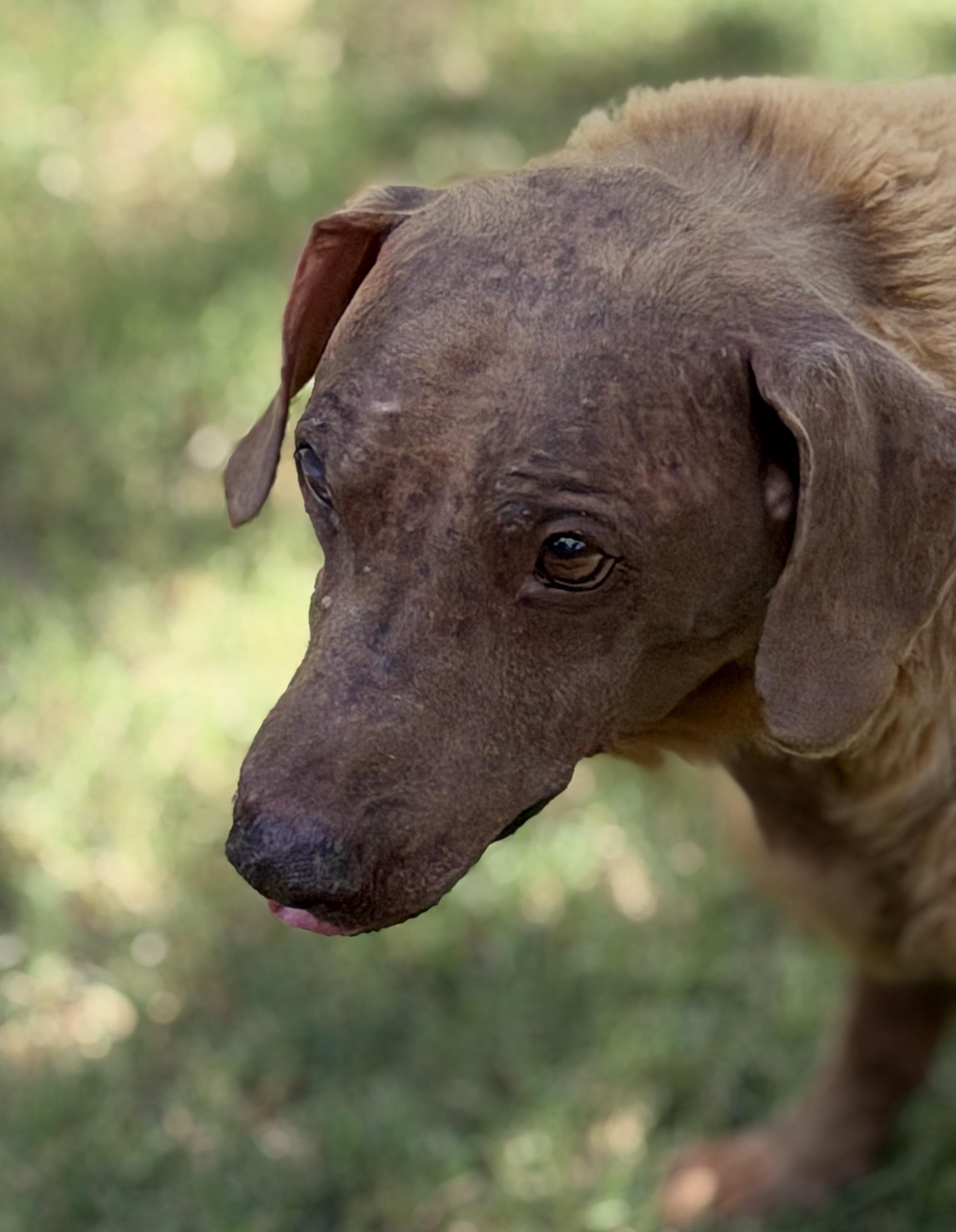 Enlarge Bubba, a ADOPTABLE mixed breed in Paradise, TX image 2/3