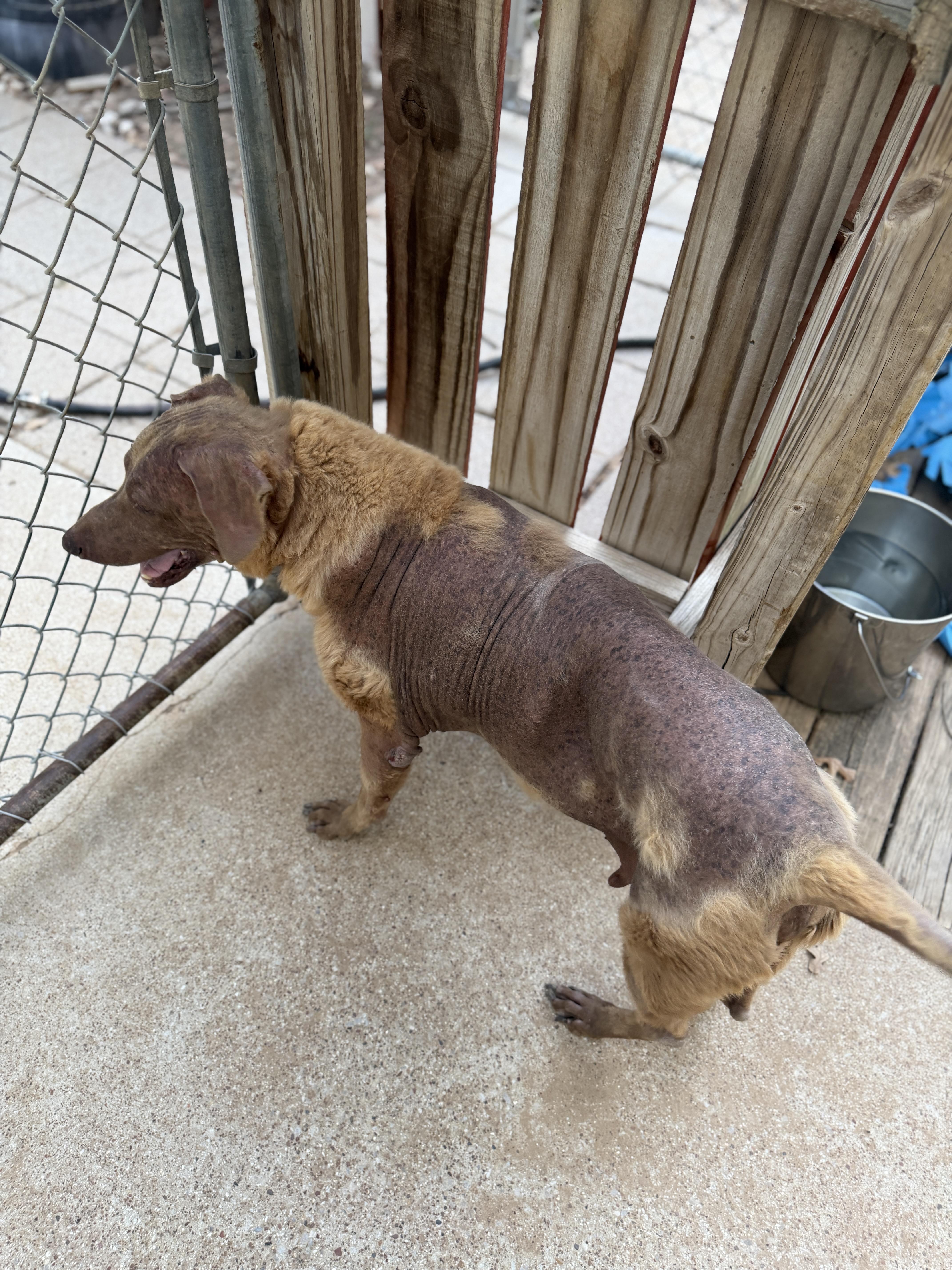 Enlarge Bubba, a ADOPTABLE mixed breed in Paradise, TX image 3/3