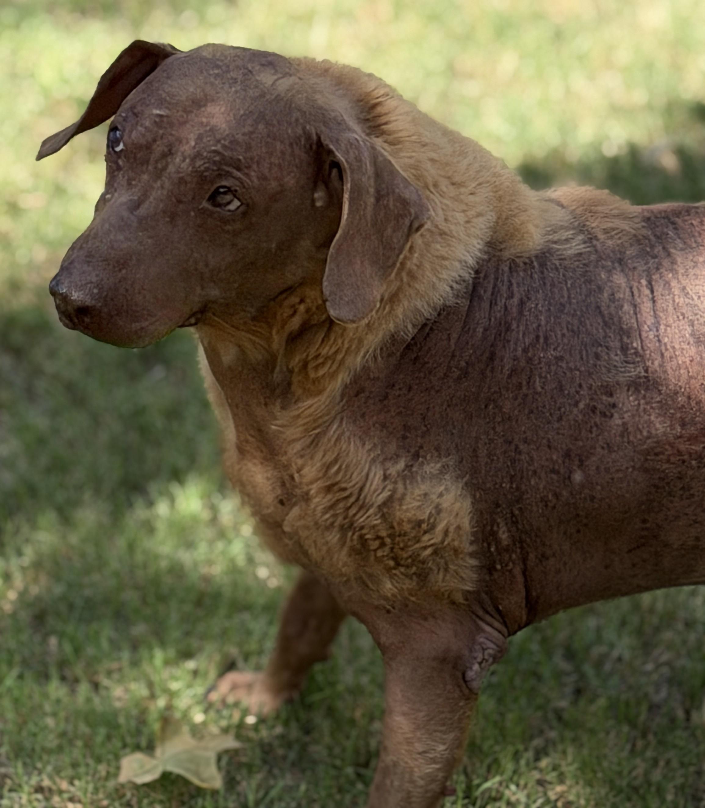 Bubba, ADOPTABLE, Senior Male Mixed Breed.