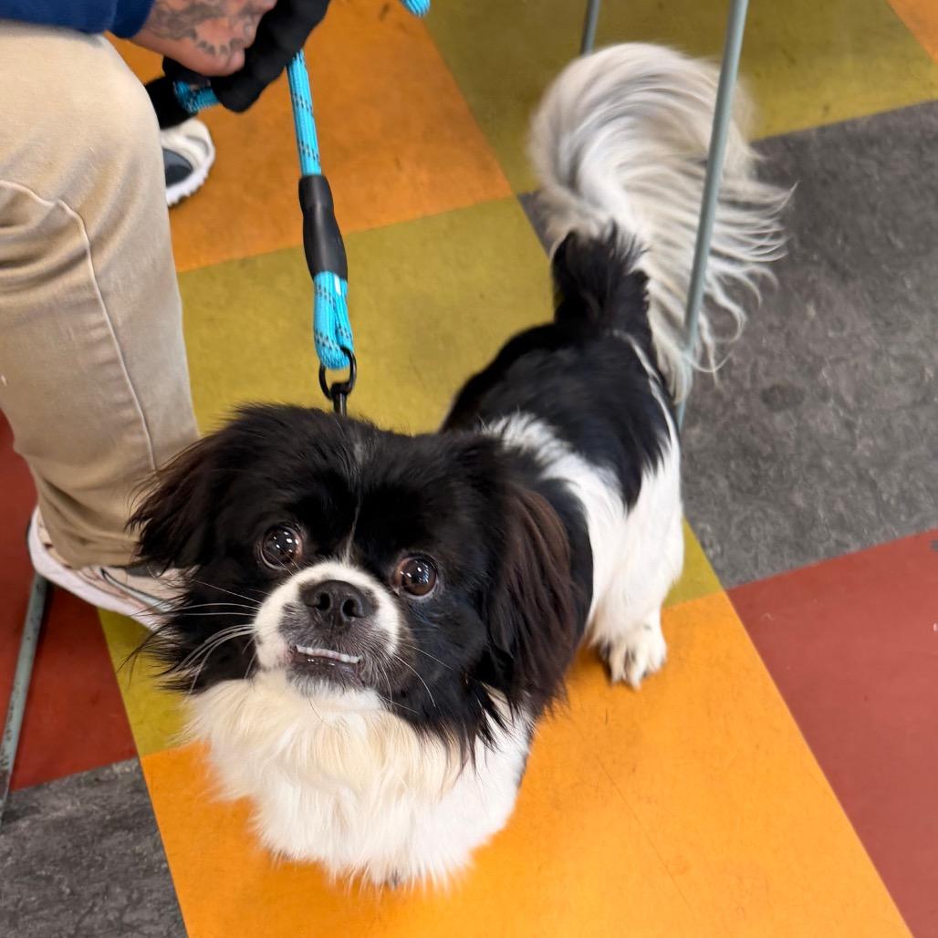 Enlarge Oreo Pie, a Adoptable Japanese Chin in West Chester, PA image 1/2