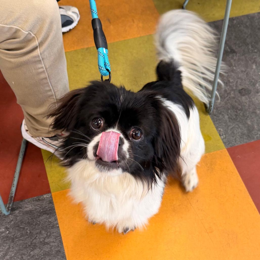 Enlarge Oreo Pie, a Adoptable Japanese Chin in West Chester, PA image 2/2