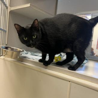 Chungus, Adoptable, Adult Female Domestic Short Hair.