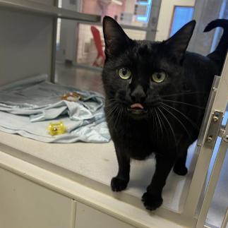 Enlarge Chungus, a Adoptable Domestic Short Hair in Cedar Rapids, IA image 2/5