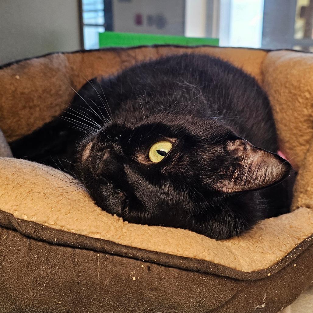 Enlarge Chungus, a Adoptable Domestic Short Hair in Cedar Rapids, IA image 3/5
