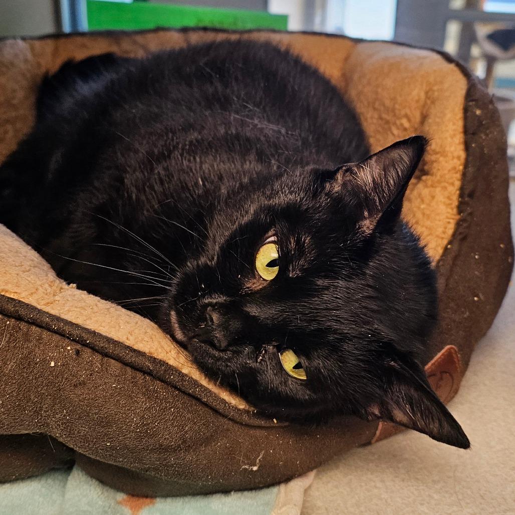Enlarge Chungus, a Adoptable Domestic Short Hair in Cedar Rapids, IA image 4/5