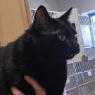 Chungus, Adoptable, Adult Female Domestic Short Hair.