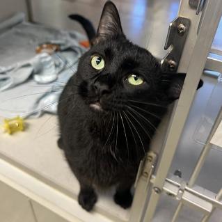 Enlarge Chungus, a Adoptable Domestic Short Hair in Cedar Rapids, IA image 5/5
