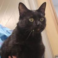Enlarge Chungus, a Adoptable Domestic Short Hair in Cedar Rapids, IA image 2/2