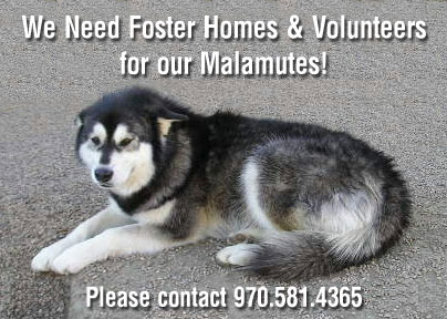 We Need Volunteers, an adoptable Alaskan Malamute Mix in Golden, CO_image-1