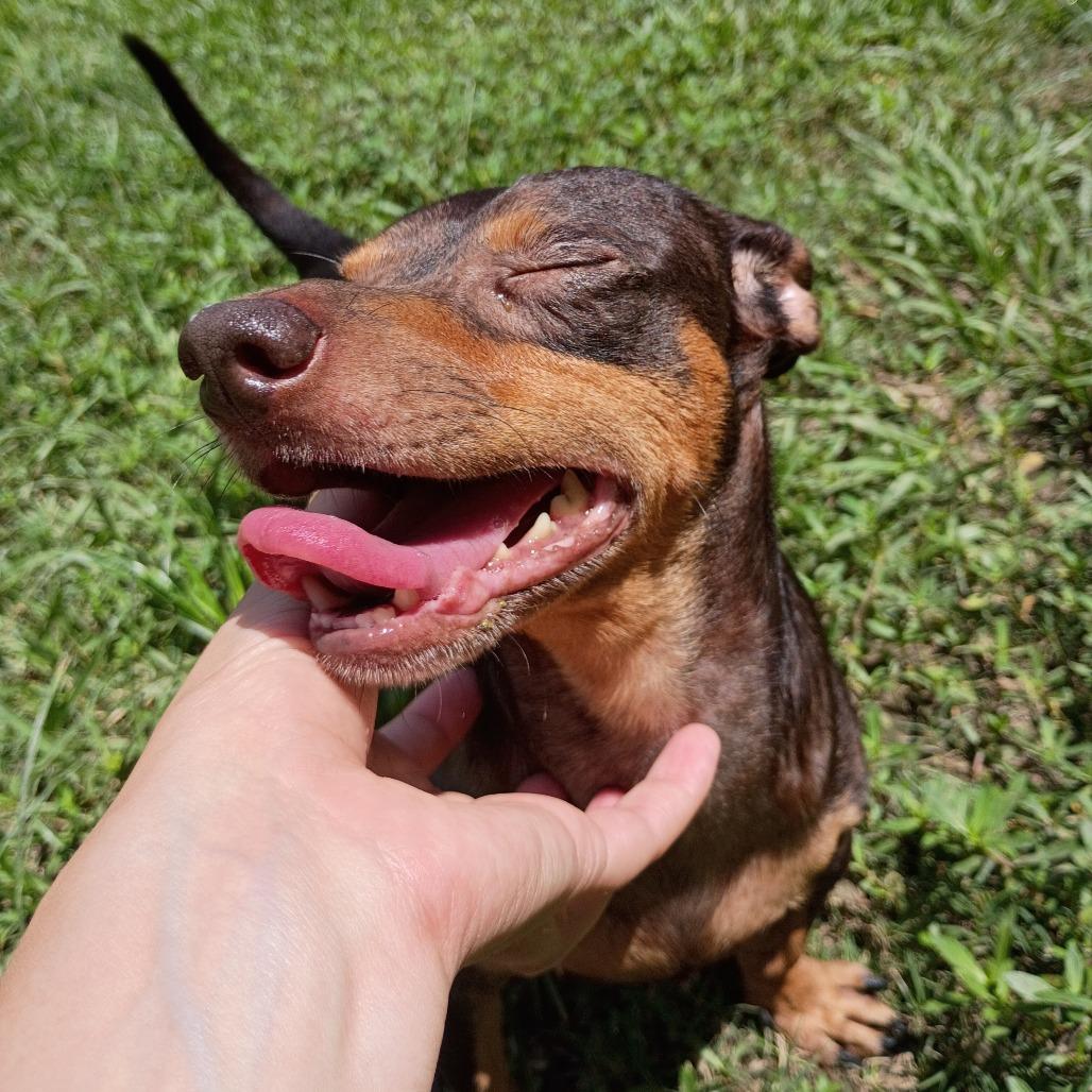 Millo, Adoptable, Senior Male Dachshund & Chihuahua.