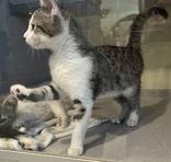 Giles, Young Female Domestic Short Hair