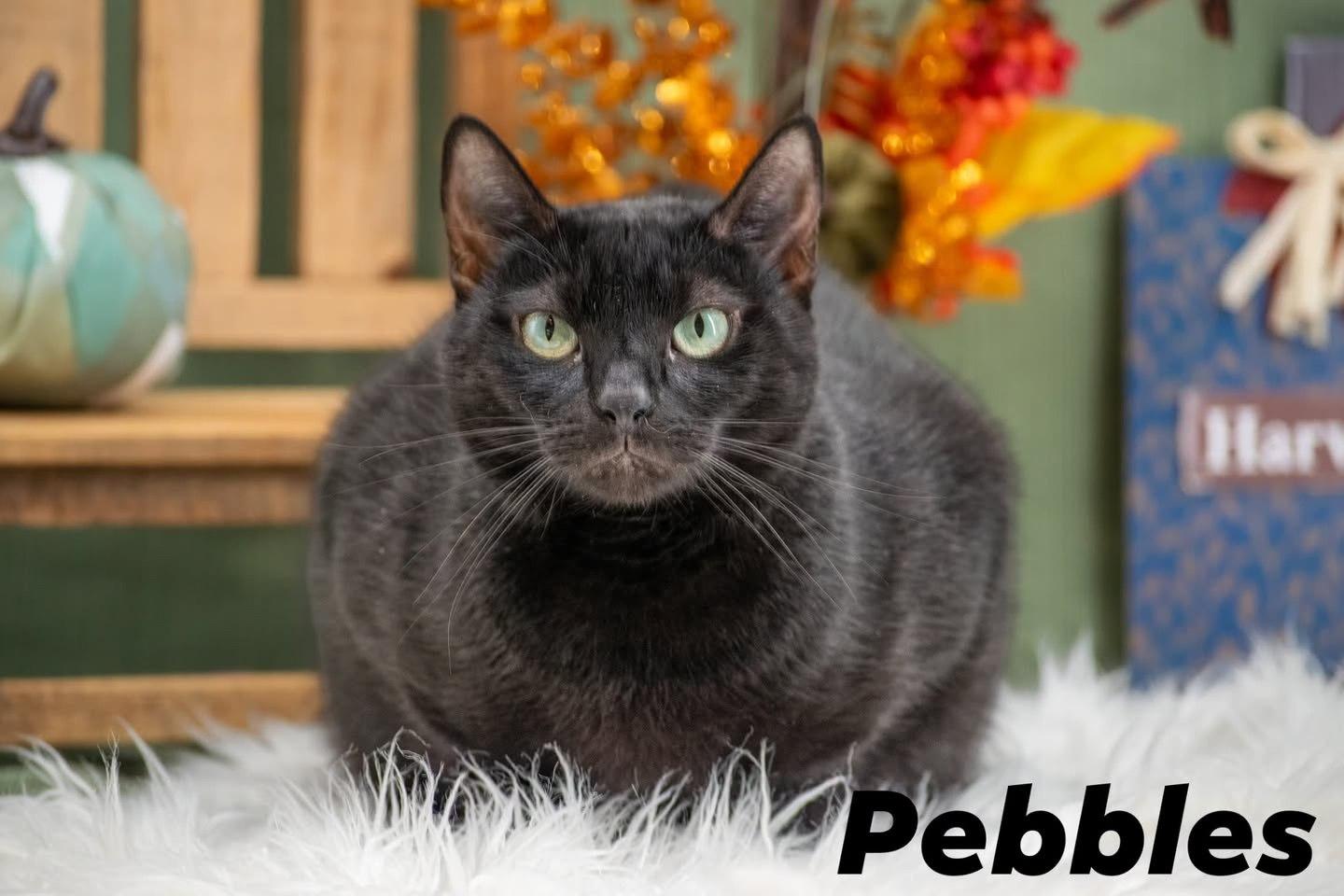 Enlarge Pebbles, a Adoptable Domestic Short Hair in Sevierville, TN image 1/3