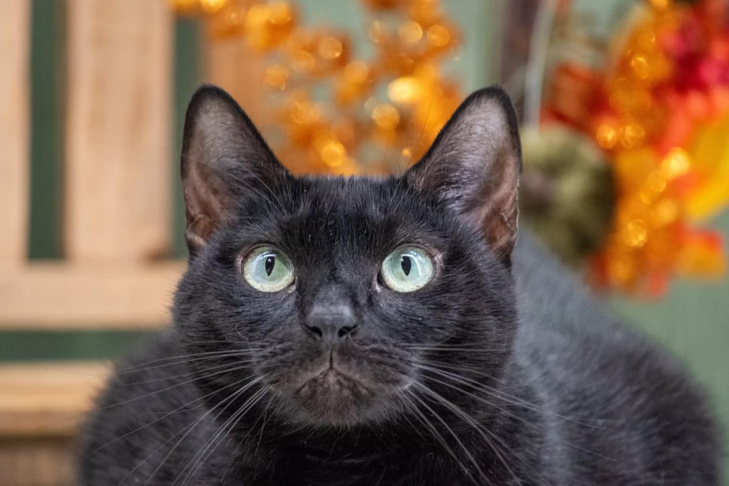 Enlarge Pebbles, a Adoptable Domestic Short Hair in Sevierville, TN image 3/3