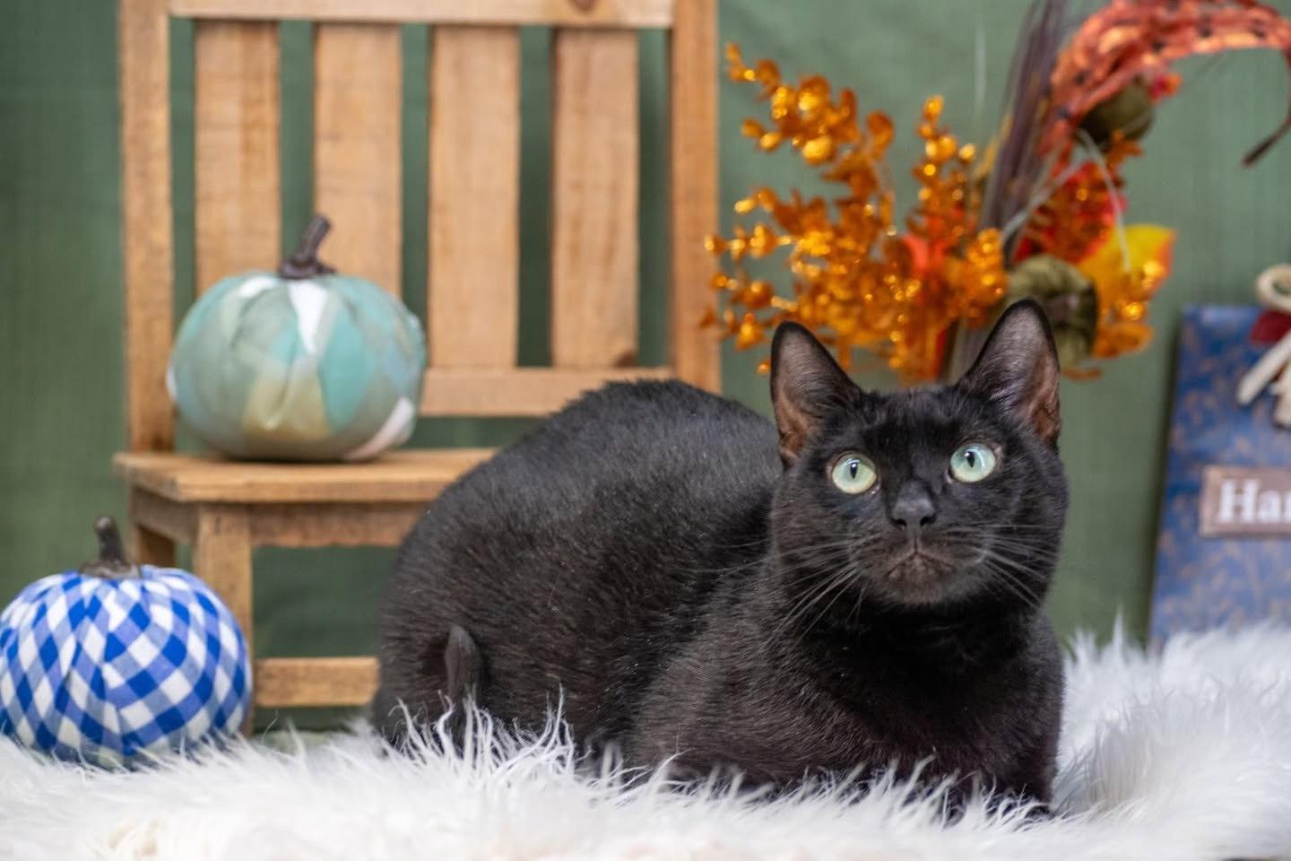 Enlarge Pebbles, a Adoptable Domestic Short Hair in Sevierville, TN image 2/3