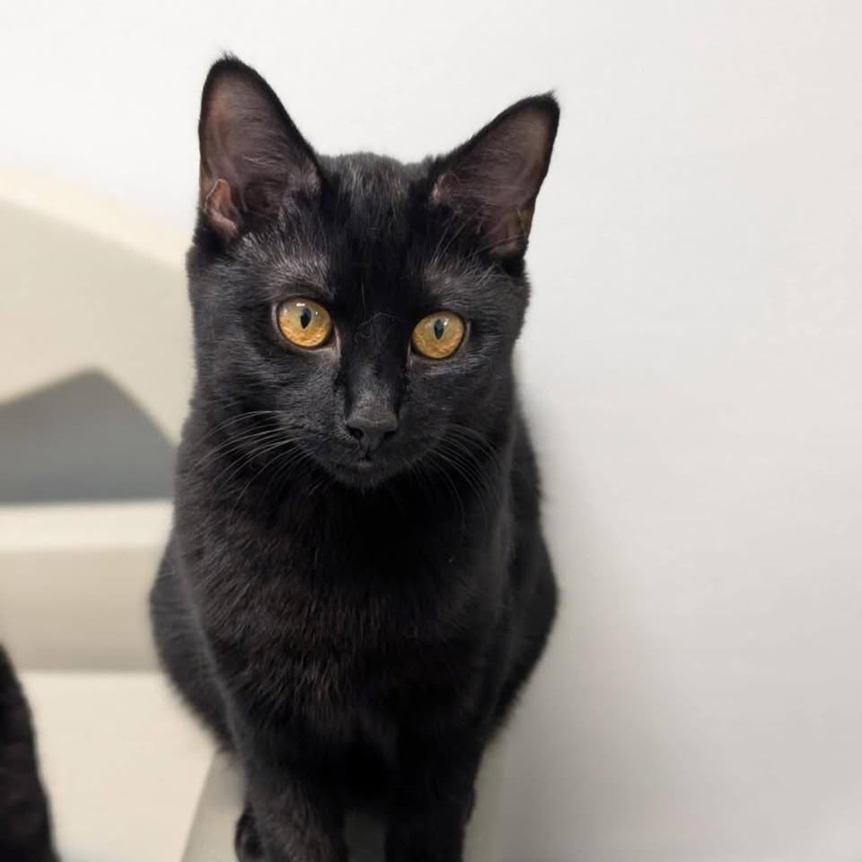 Enlarge Shania Twain, a Adoptable Domestic Short Hair in Madison, WI image 1/4