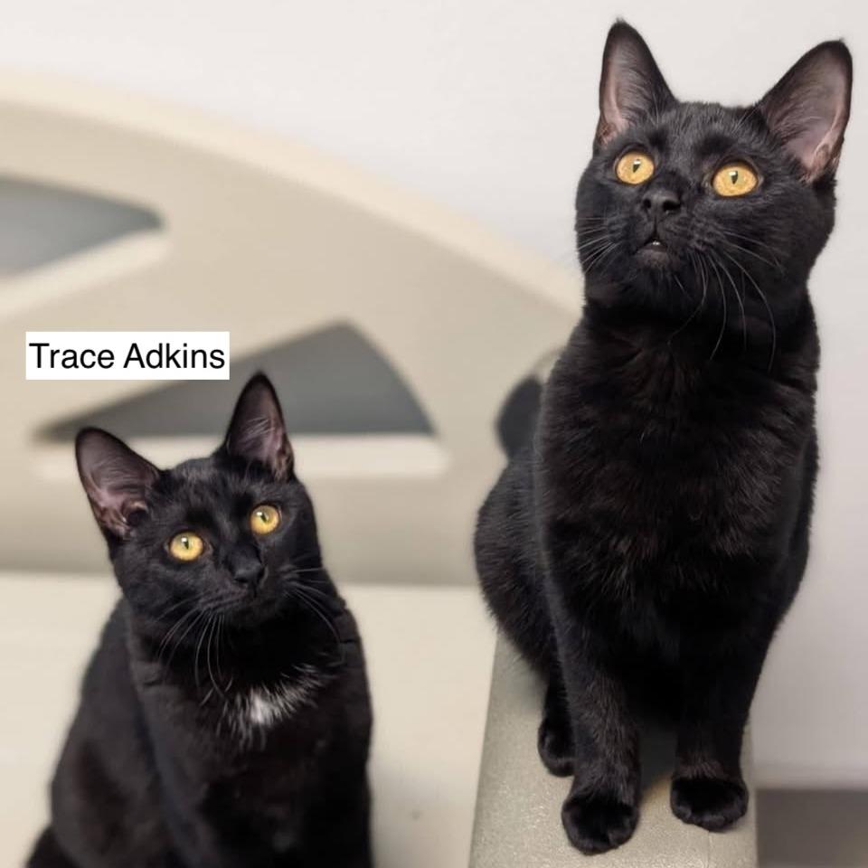 Enlarge Shania Twain, a Adoptable Domestic Short Hair in Madison, WI image 2/4