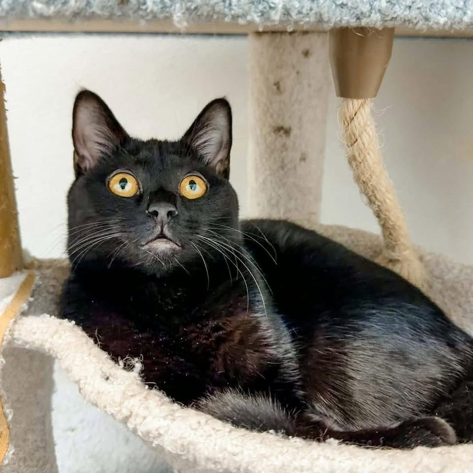 Enlarge Shania Twain, a Adoptable Domestic Short Hair in Madison, WI image 4/4