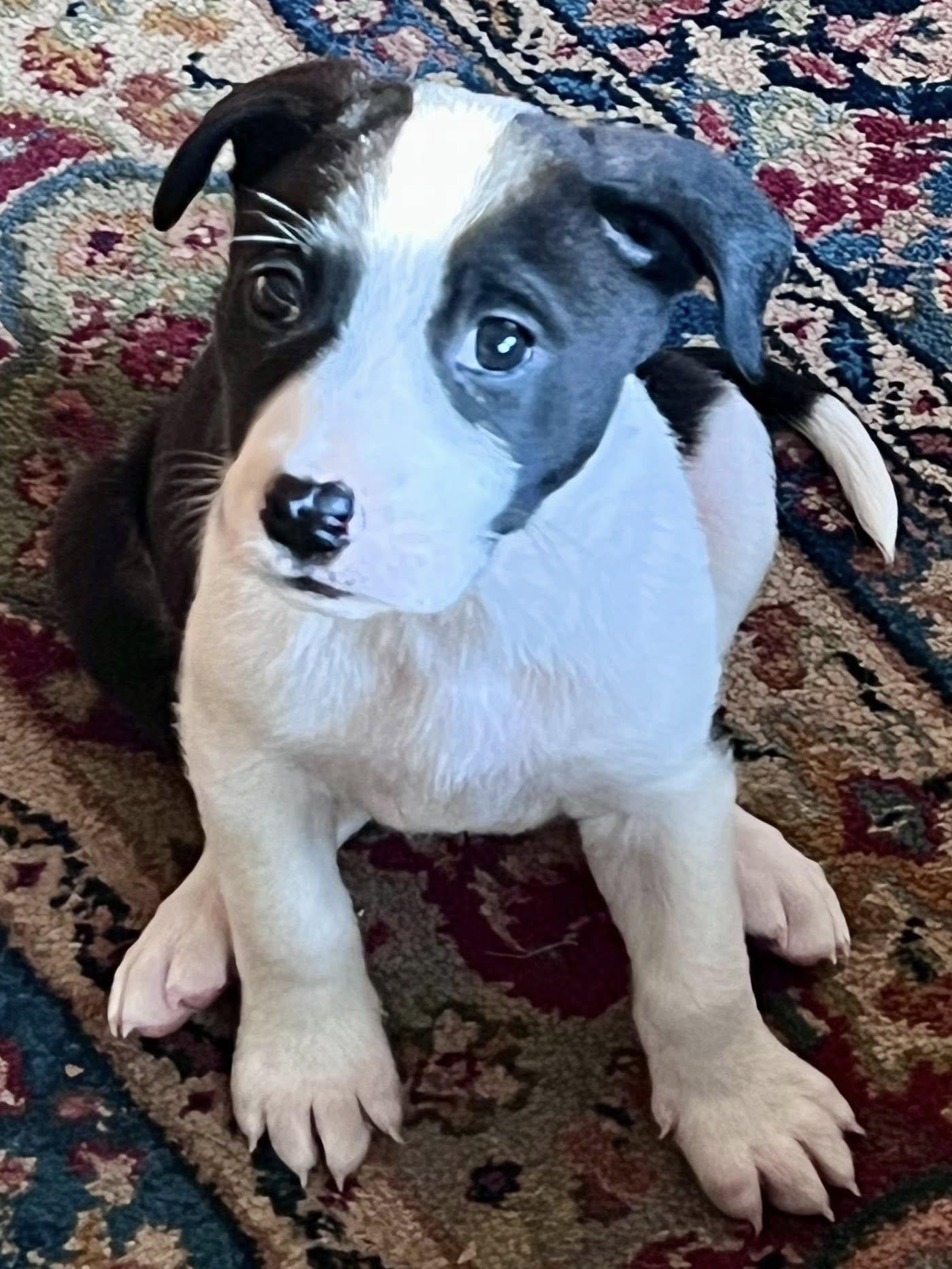 Enlarge Luv, an adopted mixed breed in Cumming, GA image 2/3