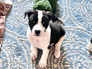 Luv, adopted, Puppy Female Border Collie & American Staffordshire Terrier.