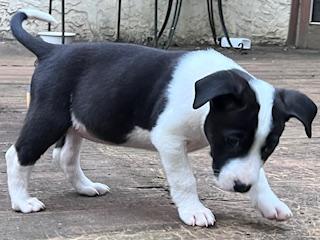 Enlarge Luv, an adopted mixed breed in Cumming, GA image 3/3