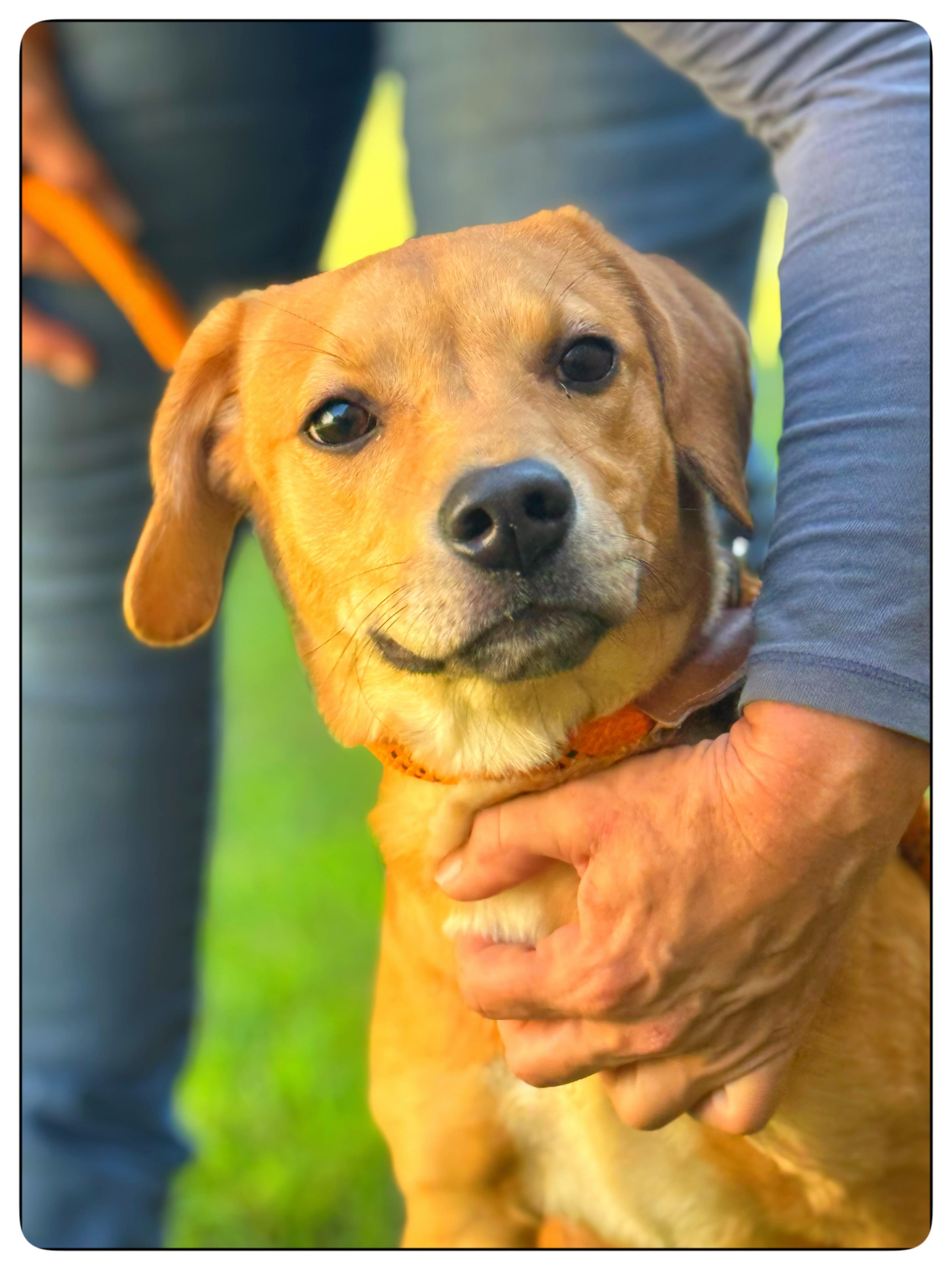 Sriracha, Adopted, Young Female Labrador Retriever & Terrier.
