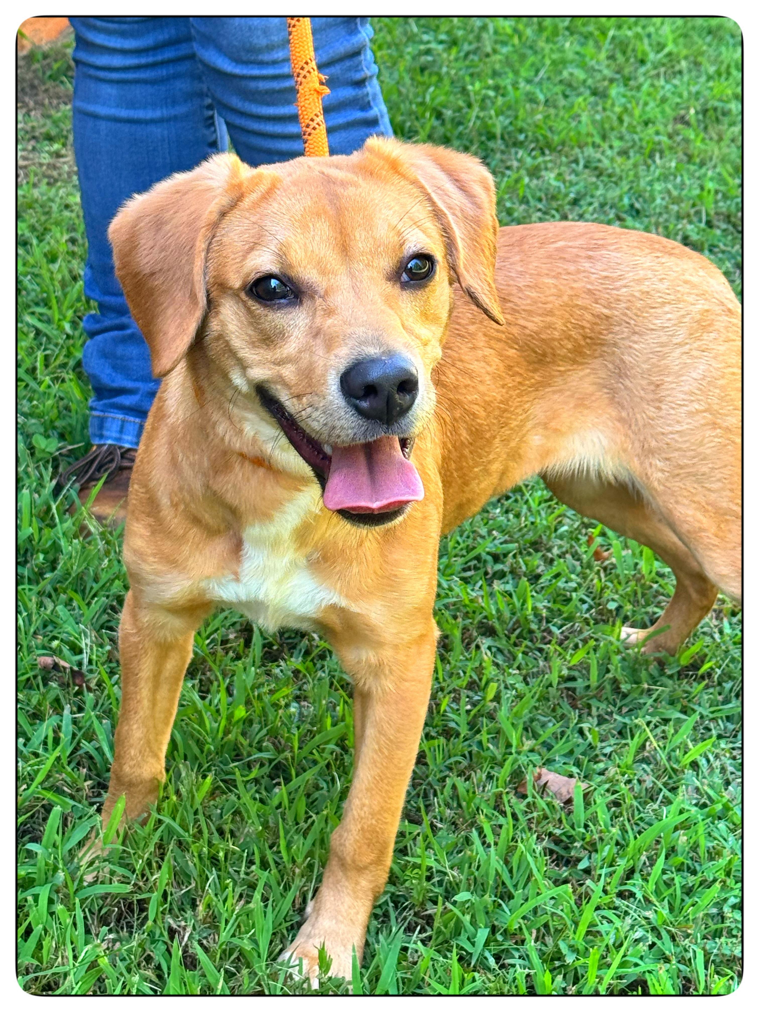 Enlarge Sriracha, a Adopted mixed breed in Richmond, VA image 2/6